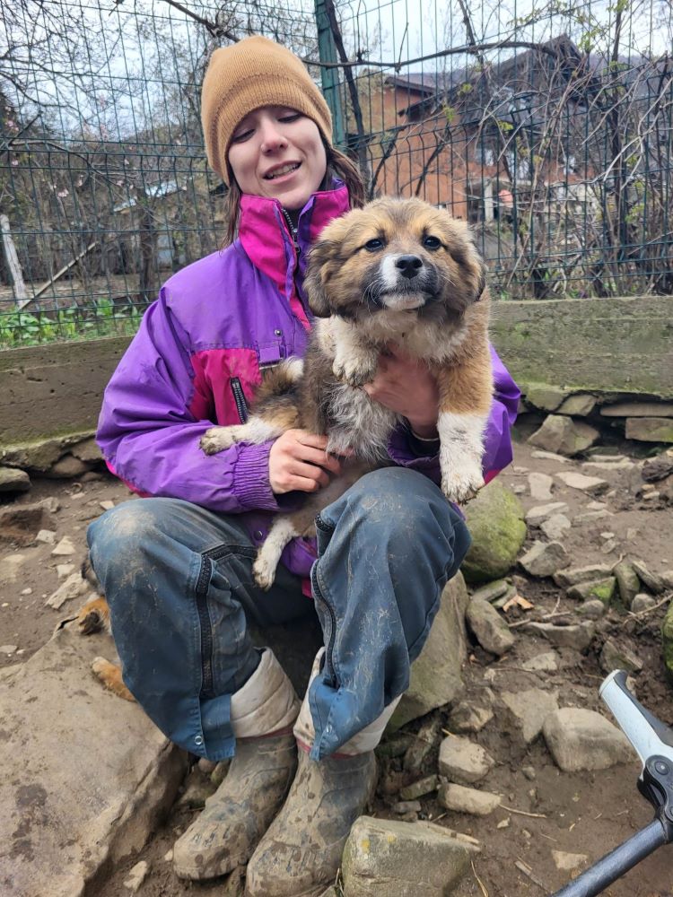 AKI (ex DORY) - Chiot femelle croisée de taille petite à moyenne à l'âge adulte - Née environ en Décembre 2022 - Refuge de Monica - Adoptée par Virginie en Belgique  33883310