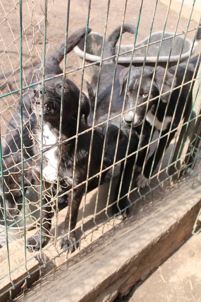 AMOS - Chiot mâle croisé de taille moyenne à l'âge adulte - Né environ en Septembre 2022 - Refuge de Monica - Adopté par Killian en Suisse  33887712