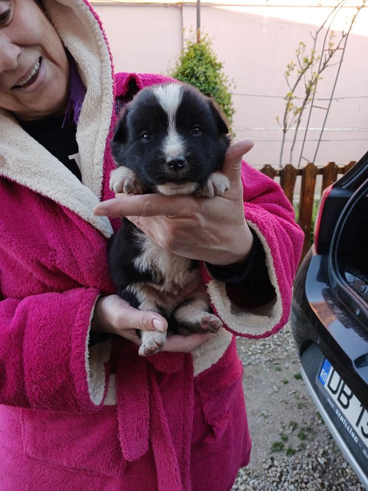 TOURNESOL - Chiot mâle croisé de taille petite à moyenne à l'âge adulte - Né environ en Décembre 2022 - Décédé 33888211