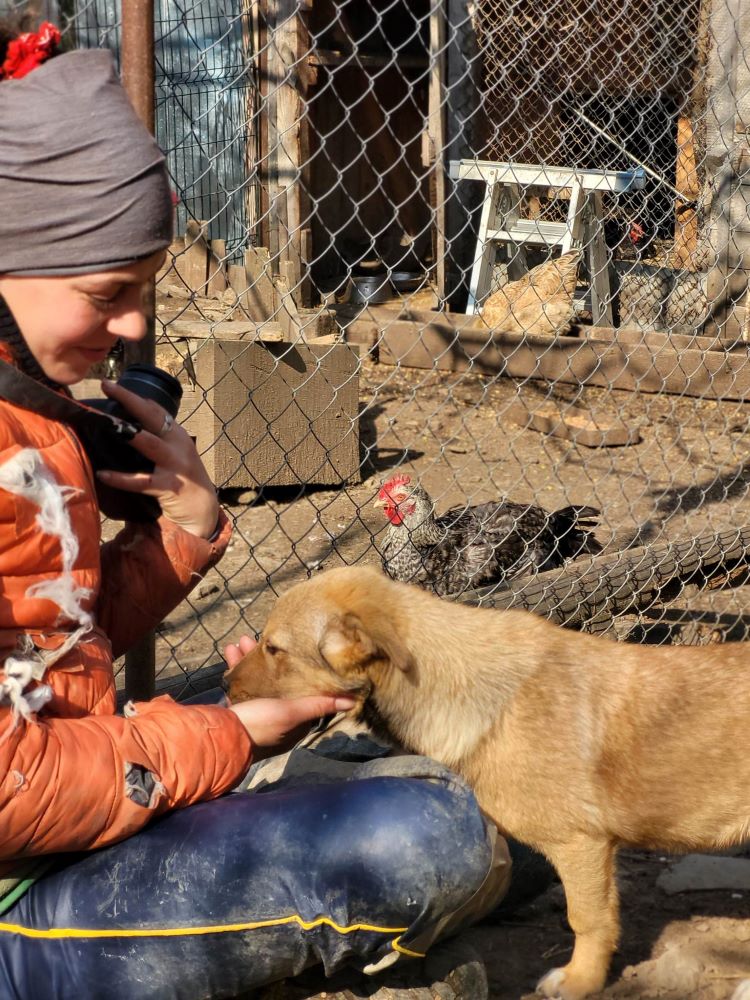 MERIDA - Chiot femelle croisée de taille petite à moyenne à l'âge adulte - Née environ en Janvier 2022 - Refuge de Monica - Adoptée par Robin en Belgique  33889910