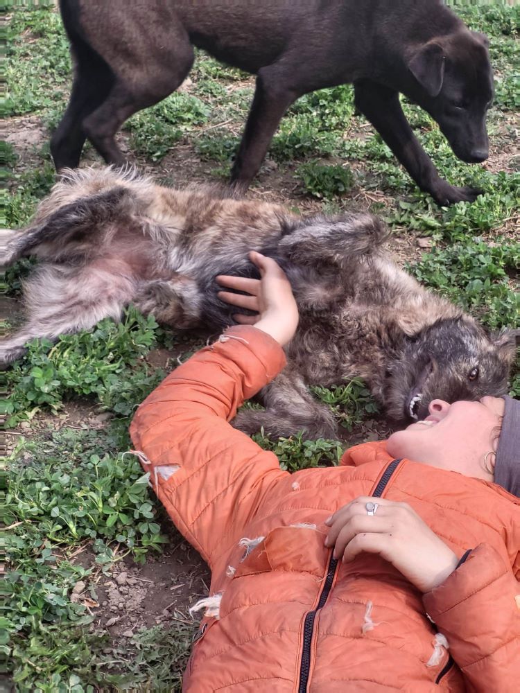 AGATE - Femelle croisée de taille moyenne - Née environ en Juillet 2022 - Refuge de Monica - Prise en charge par l'association Jamais Sans Mon Chien en France ( département 34 ) 33907115