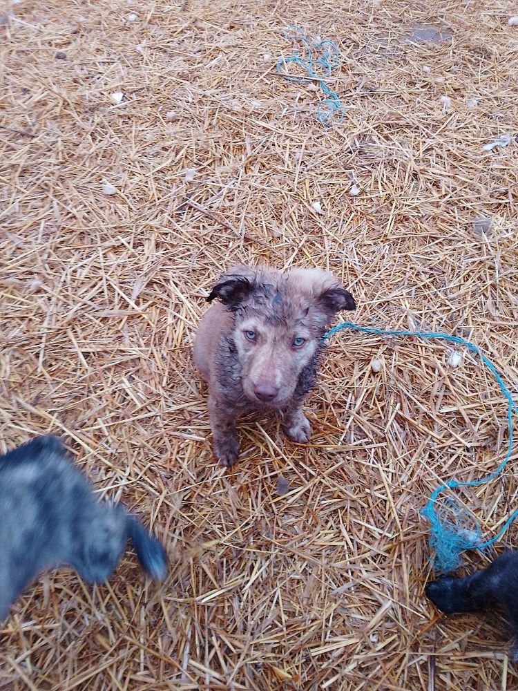 LUCKY (ex TIRAMISU) - Chiot mâle croisé de taille moyenne à l'âge adulte - Ne environ en Novembre 2022 - Adopté par Gaëlle en France (dpt 10) 33924411