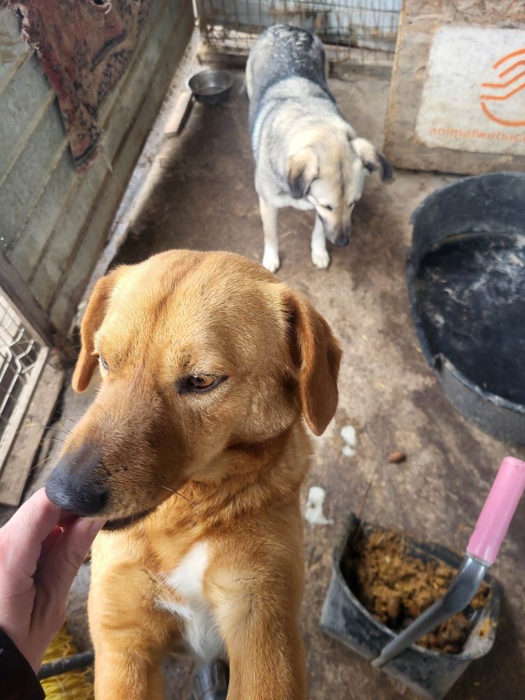 MADDY (Lola) - Femelle croisée de taille moyenne - Née environ en 2019 - Refuge de Monica 33924610