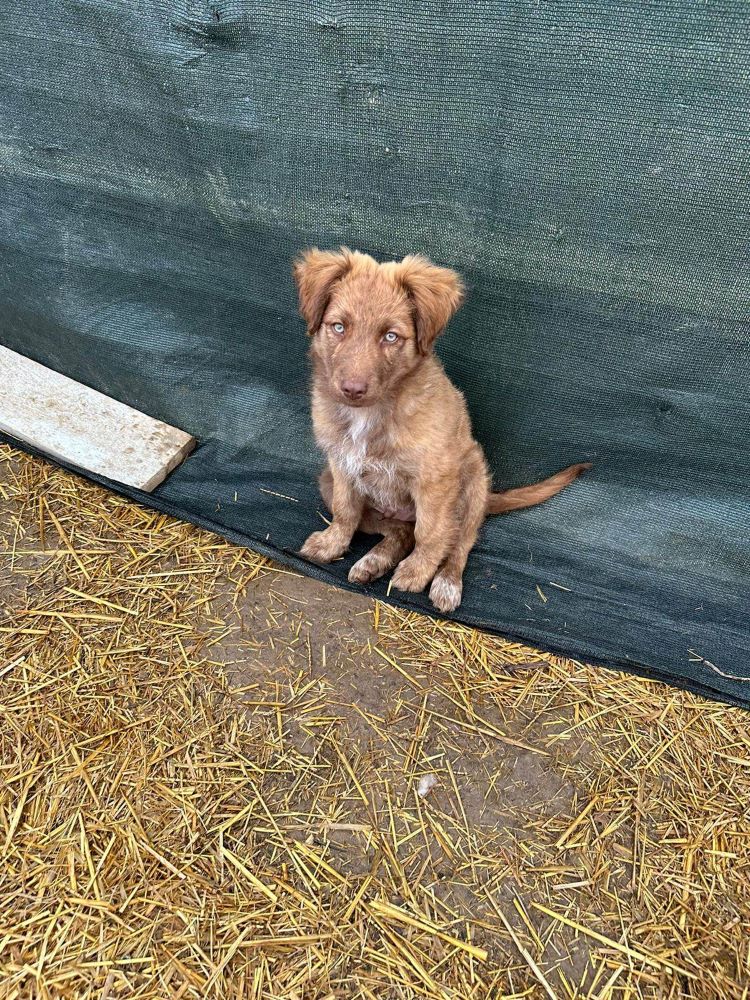 BABAORUM - Chiot mâle croisé de taille moyenne à l'âge adulte - Né environ en Novembre 2022 - Adopté en Roumanie 33937411