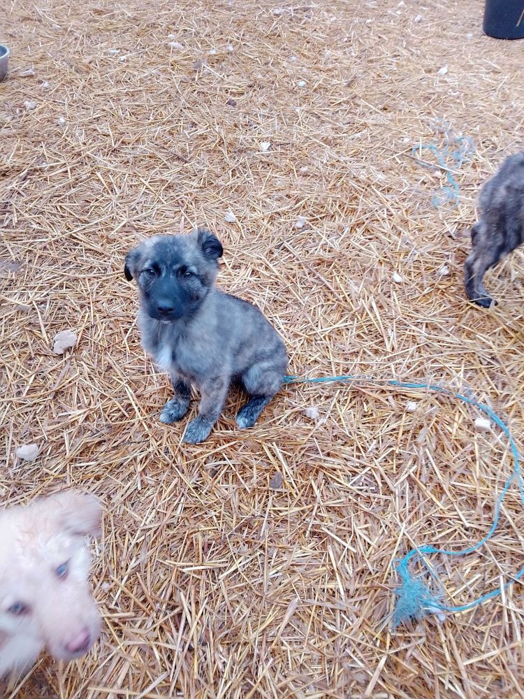 CHARLY (ex MACARON) - Chiot mâle croisé de taille moyenne à l'âge adulte - Né environ en Novembre 2022 - Adopté par Thérèse en France (dpt 27) 33940211