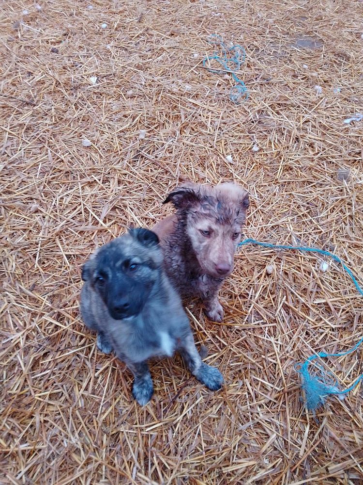 LUCKY (ex TIRAMISU) - Chiot mâle croisé de taille moyenne à l'âge adulte - Ne environ en Novembre 2022 - Adopté par Gaëlle en France (dpt 10) 33948211