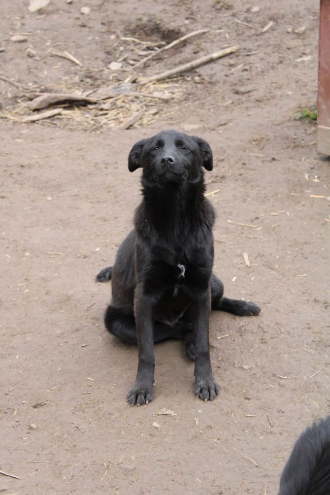 FOURMI (ex PAIGE) - Femelle croisée de taille moyenne - Née environ en Juillet 2022 - Refuge de Monica - Adoptée par Elodie en France (département 34) 33948614