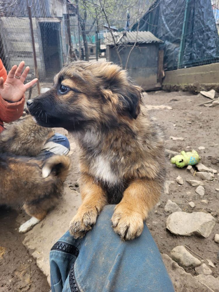 ANITA - Chiot femelle croisée de taille petite à moyenne à l'âge adulte - Née environ en Décembre 2022 - Refuge de Monica - Adoptée par Julien en France  33957510