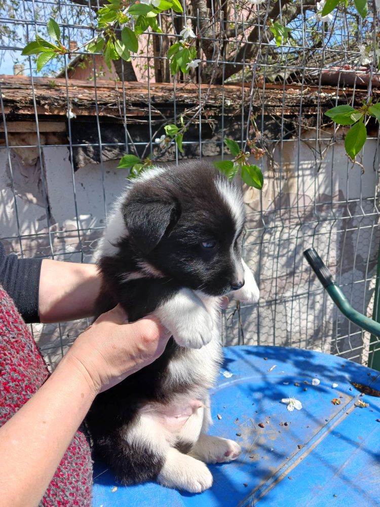 TOURNESOL - Chiot mâle croisé de taille petite à moyenne à l'âge adulte - Né environ en Décembre 2022 - Décédé 34023110