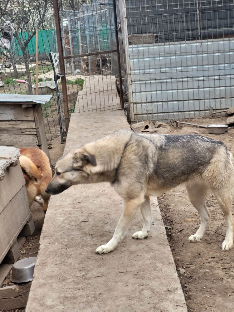 MADDY (Lola) - Femelle croisée de taille moyenne - Née environ en 2019 - Refuge de Monica 34029912