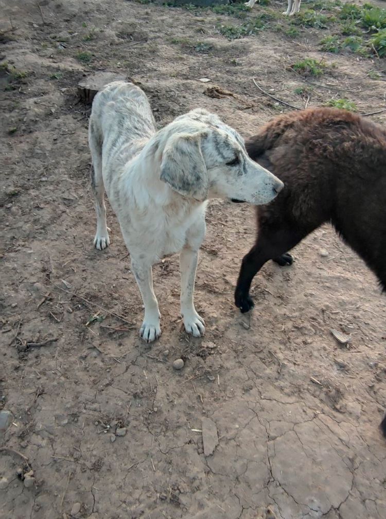 ALIZEE - Femelle croisée Lévrier Greyhound de taille moyenne - Née environ en 2021- Réservée à l'adoption par Elodie en France ( département 34)Disparue ???? 34075010