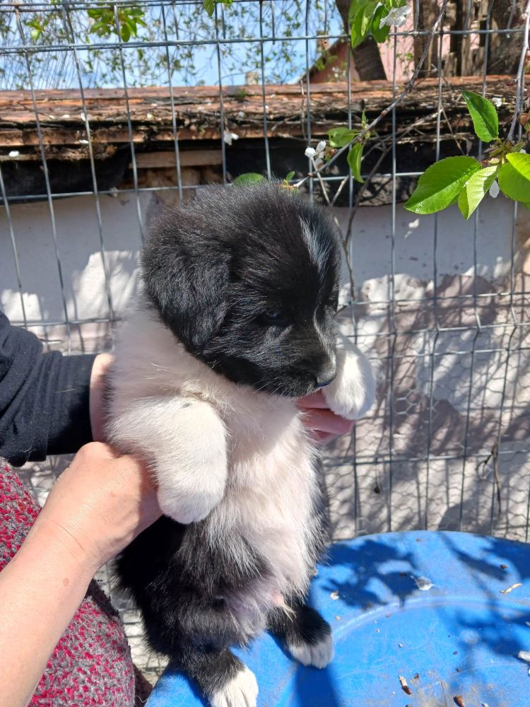 MARLEY (ex BOUTONDOR) - Chiot mâle croisé de taille petite à moyenne à l'âge adulte - Né environ en Décembre 2022 - Adopté par Julie en Belgique  34079310