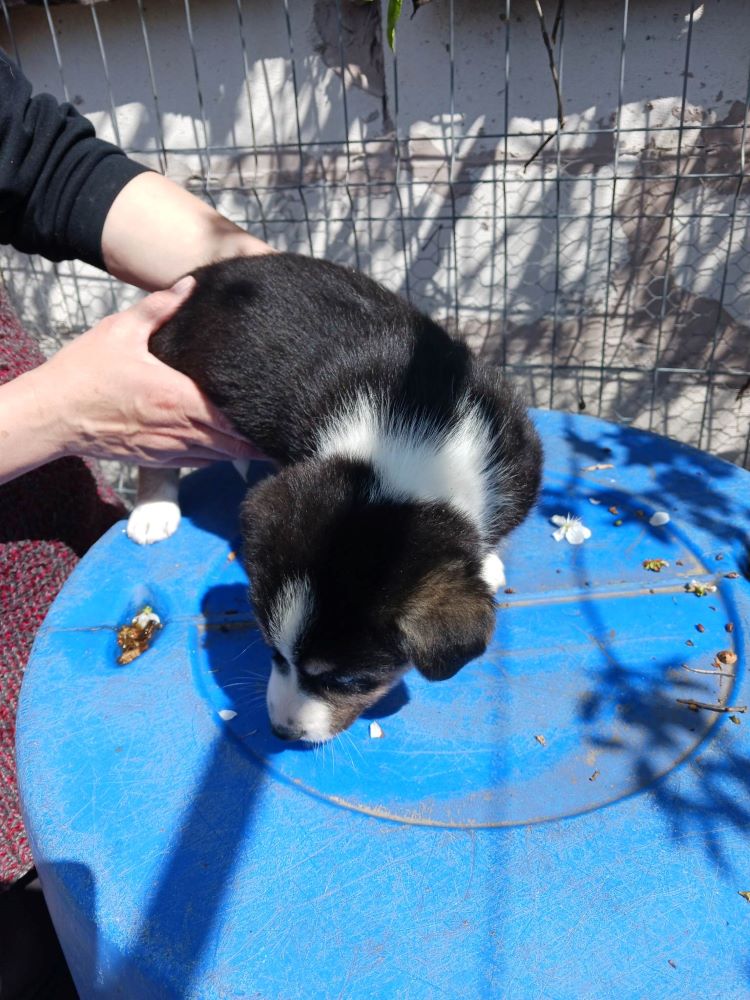 MARGUERITE - Chiot femelle croisée de taille petite à moyenne à l'âge adulte - Née environ en Décembre 2022 - Adoptée par Stéphanie en France  34093010