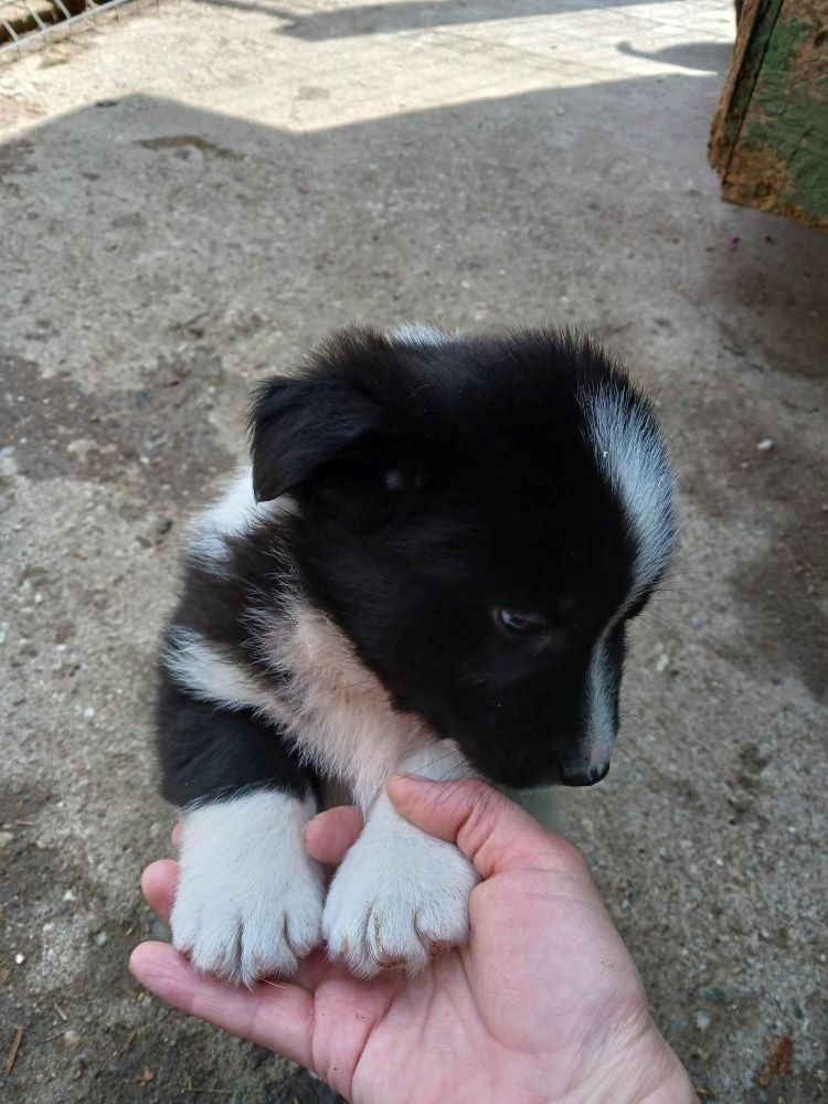 TOURNESOL - Chiot mâle croisé de taille petite à moyenne à l'âge adulte - Né environ en Décembre 2022 - Décédé 34093110