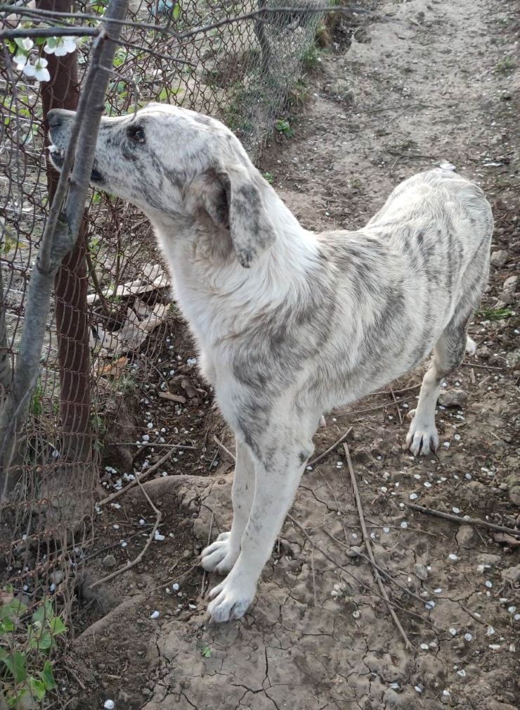 ALIZEE - Femelle croisée Lévrier Greyhound de taille moyenne - Née environ en 2021- Réservée à l'adoption par Elodie en France ( département 34)Disparue ???? 34104410
