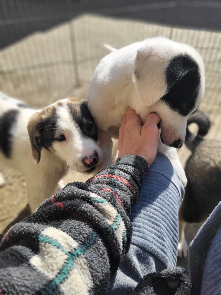 THEODORE - Chiot mâle croisé de taille moyenne à l'âge adulte - Né environ en Février 2023 - Adopté par Tamara en Belgique  34110613