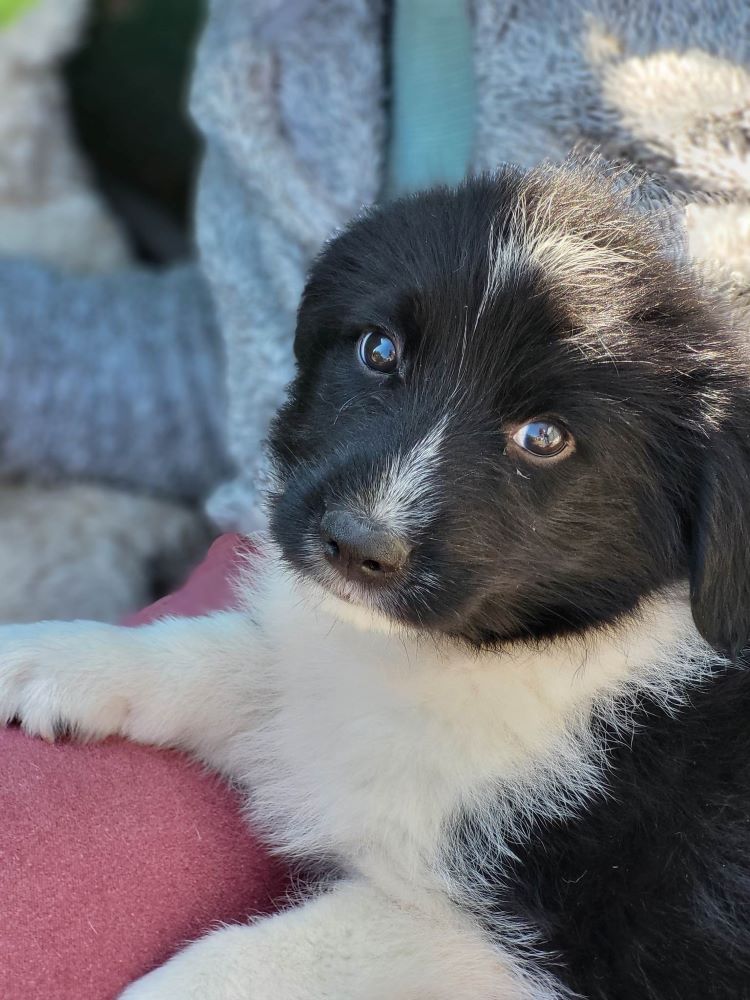 MARLEY (ex BOUTONDOR) - Chiot mâle croisé de taille petite à moyenne à l'âge adulte - Né environ en Décembre 2022 - Adopté par Julie en Belgique  34112611