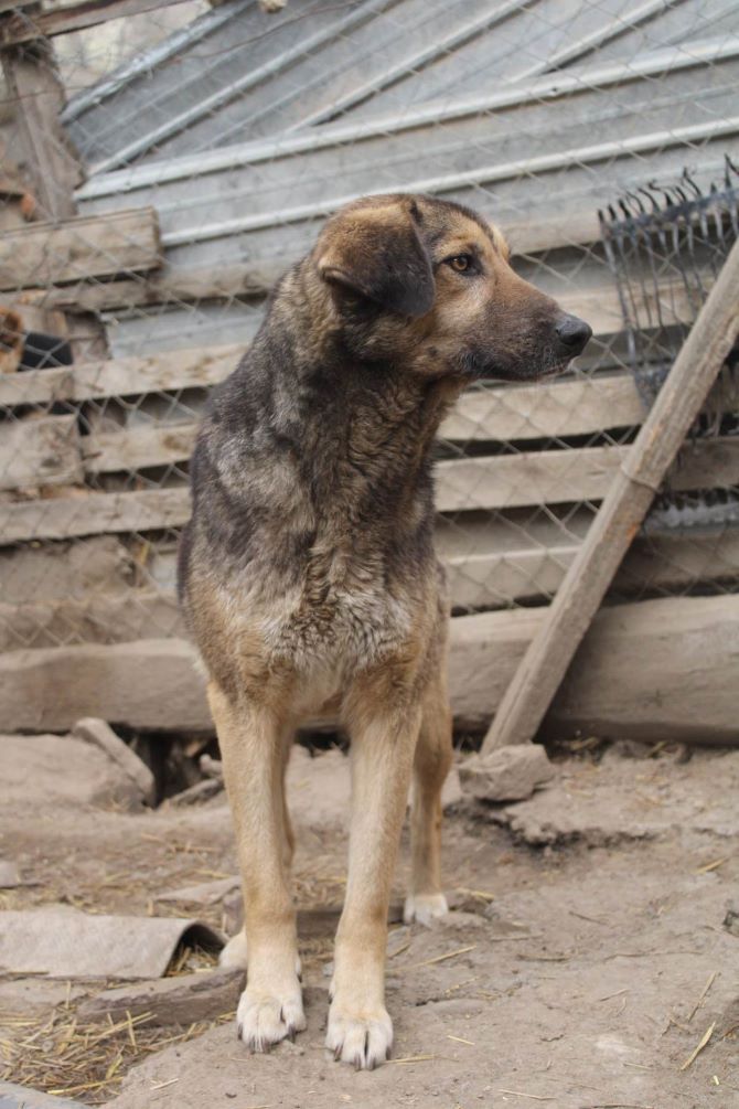 JAFAR - Mâle croisé de taille moyenne - Né environ en 2019 - Refuge de Monica 34113410