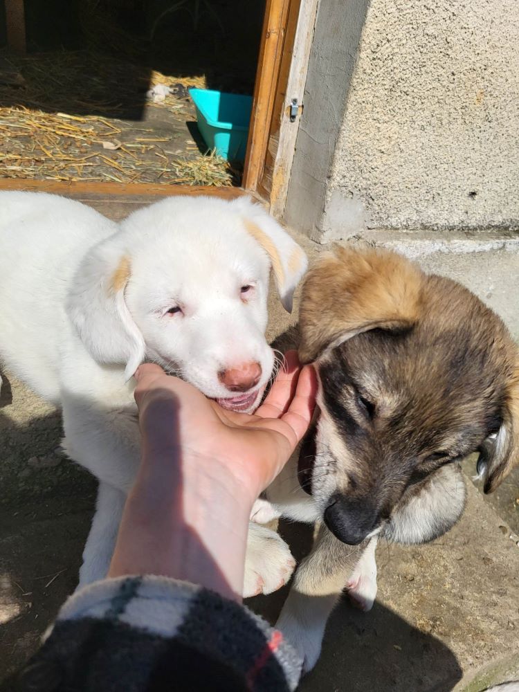 CALLIE - Chiot femelle croisée de taille moyenne à l'âge adulte - Né environ en Février 2023 - Adoptée par Manon en France  34113711