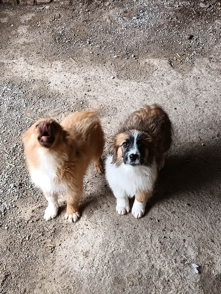 STELLA (ex LOVELY) - Chiot femelle croisée de taille petite à moyenne à l'âge adulte - Née environ en Décembre 2022 - Refuge de Oana - Adoptée par Céline en Belgique  34147711