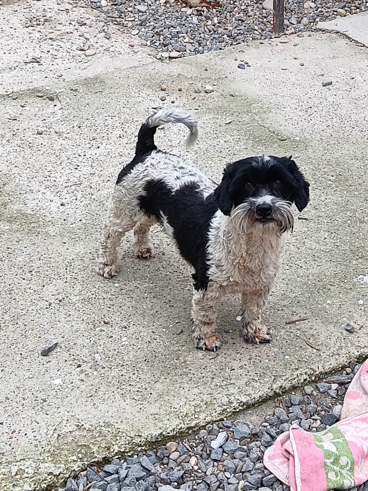 PEARLY (ex TZEITZEI) - Femelle croisée de petite taille - Née environ en 2019 - Refuge de Oana - Adoptée par Evelyne en France (dpt 28) 34153310