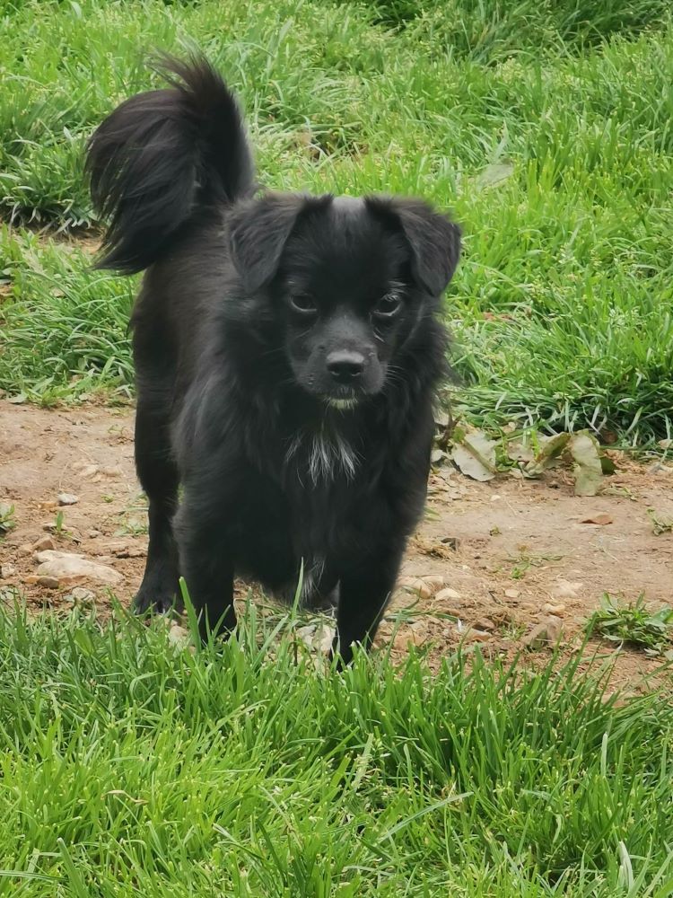 HEIDI - Chiot femelle croisée de petite taille à l'âge adulte - Née environ en Avril 2022 - Refuge de Oana - Adoptée par Nelly en France 34372410