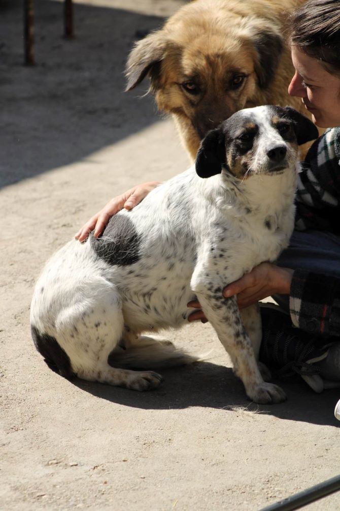 DELLA - Femelle croisée de taille petite à moyenne (13,4 kg) - Née environ en Octobre 2020 - Refuge d'Aurelia- Adoptée par Véronique en France( département 35) 34402510