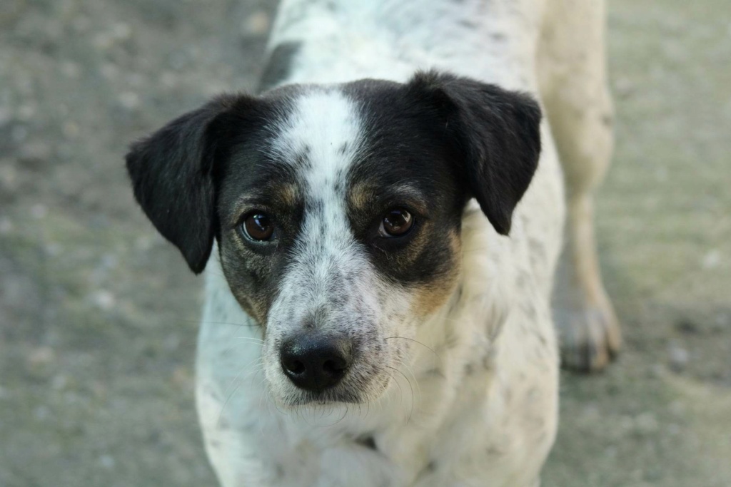 DELLA - Femelle croisée de taille petite à moyenne (13,4 kg) - Née environ en Octobre 2020 - Refuge d'Aurelia- Adoptée par Véronique en France( département 35) 34402910