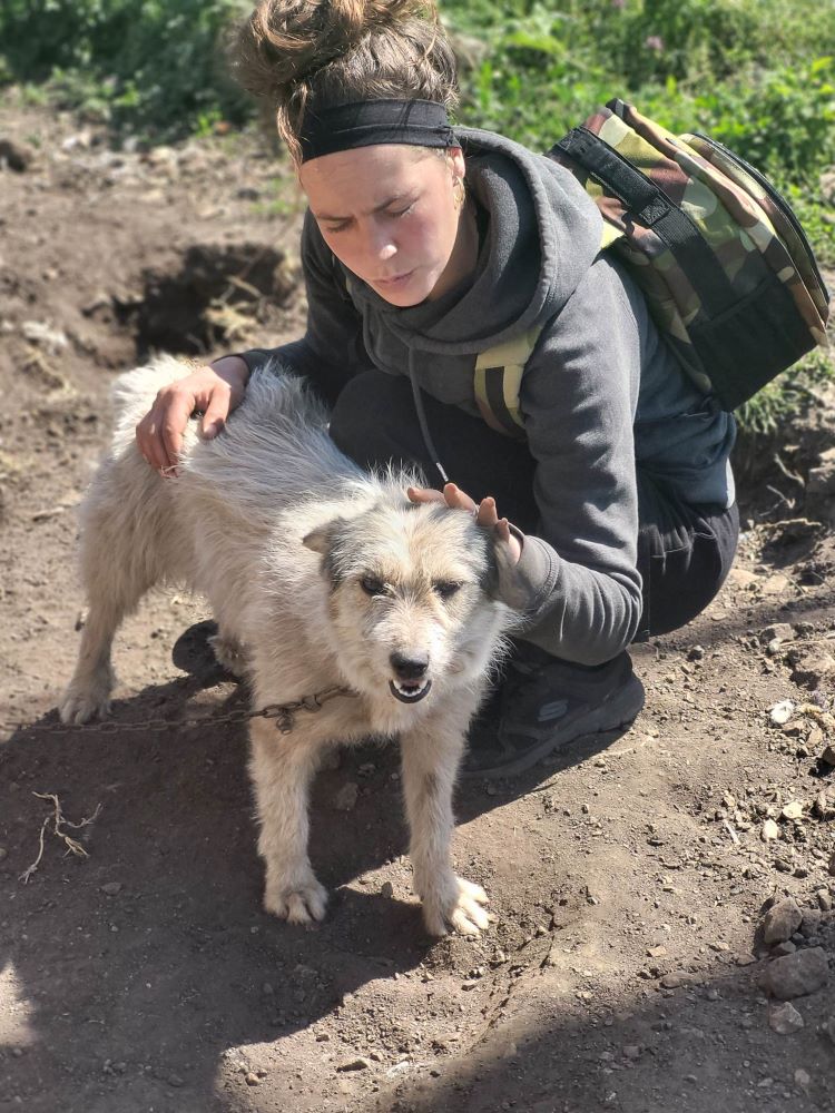 TRUDY - Femelle croisée de petite taille - Née environ en 2022 - Refuge de Maya - Adoptée en Roumanie 34405512