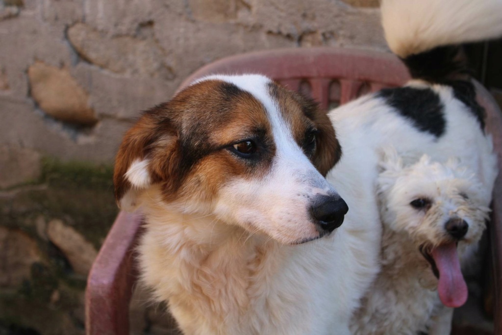 HELIA - Femelle croisée de taille petite à moyenne - Handicapée - Née environ en 2018 - Refuge de Maya - Prise en charge par l'association "Jamais sans mon chien " en France.  34408712