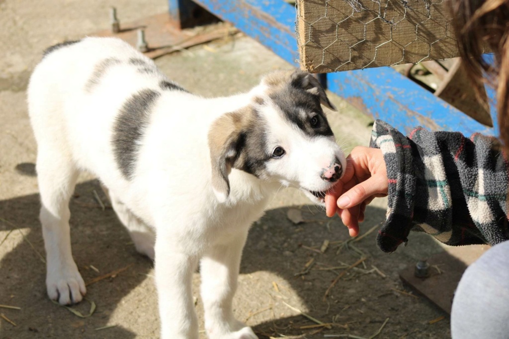 THEODORE - Chiot mâle croisé de taille moyenne à l'âge adulte - Né environ en Février 2023 - Adopté par Tamara en Belgique  34423610