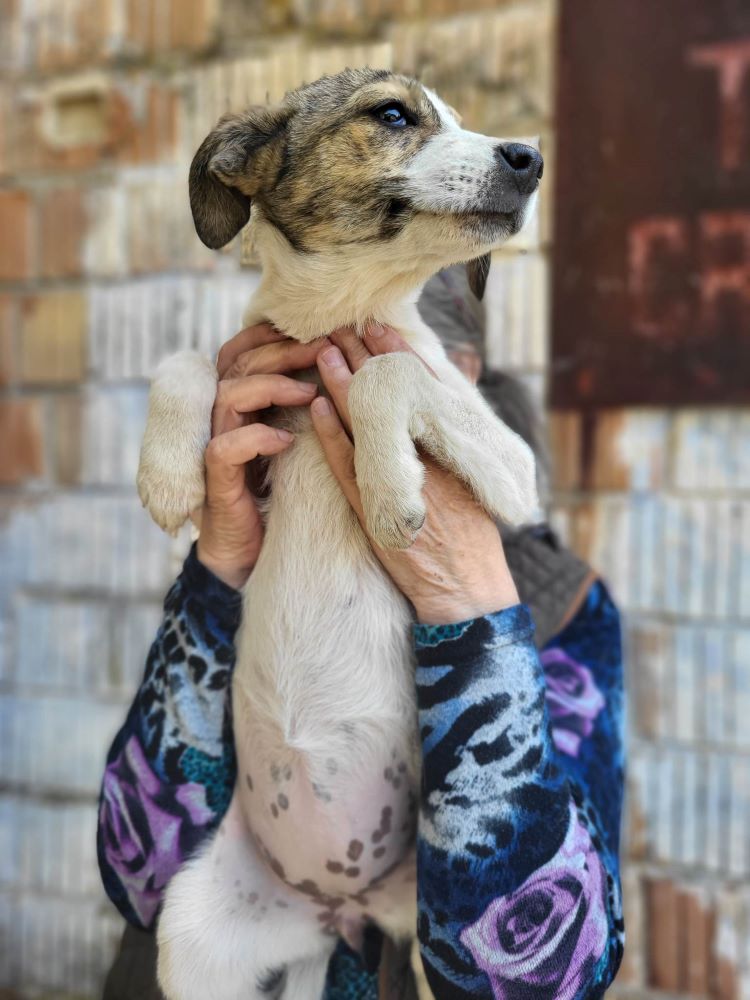 mercedes - MERCEDES - Chiot femelle croisée de taille moyenne à l'âge adulte - Née environ en Février 2023 - Refuge de Maya - En famille d'accueil chez Thomas en Suisse.  34427217