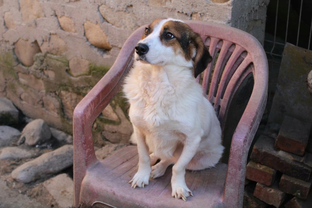 HELIA - Femelle croisée de taille petite à moyenne - Handicapée - Née environ en 2018 - Refuge de Maya - Prise en charge par l'association "Jamais sans mon chien " en France.  34428612