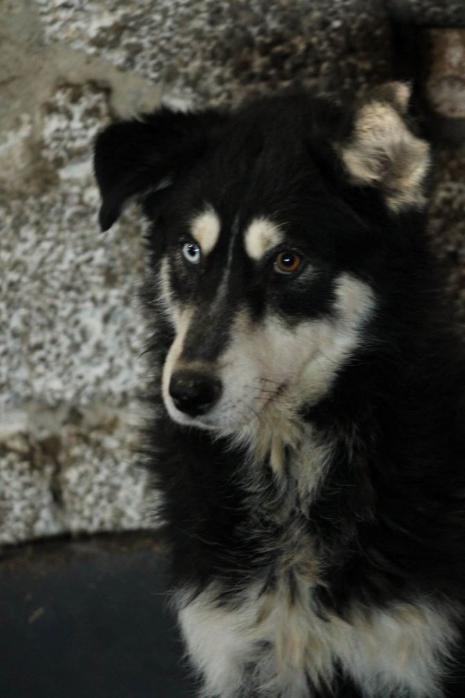 NATSUKI - Femelle croisée de taille moyenne - Née environ en 2020 - Refuge de Maya - Adoptée par Ema en Allemagne  34428718