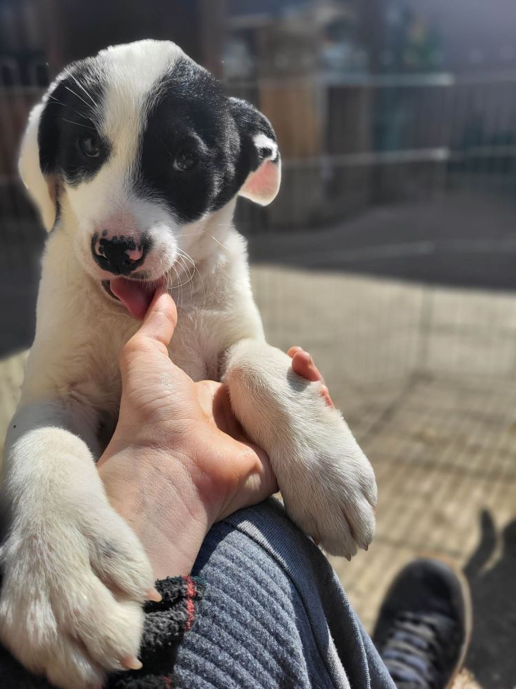 LUCKY (ex SIMON) - Chiot mâle croisé de taille moyenne à l'âge adulte - Né environ en Février 2023 - Adopté par Jessica en Belgique  34429314