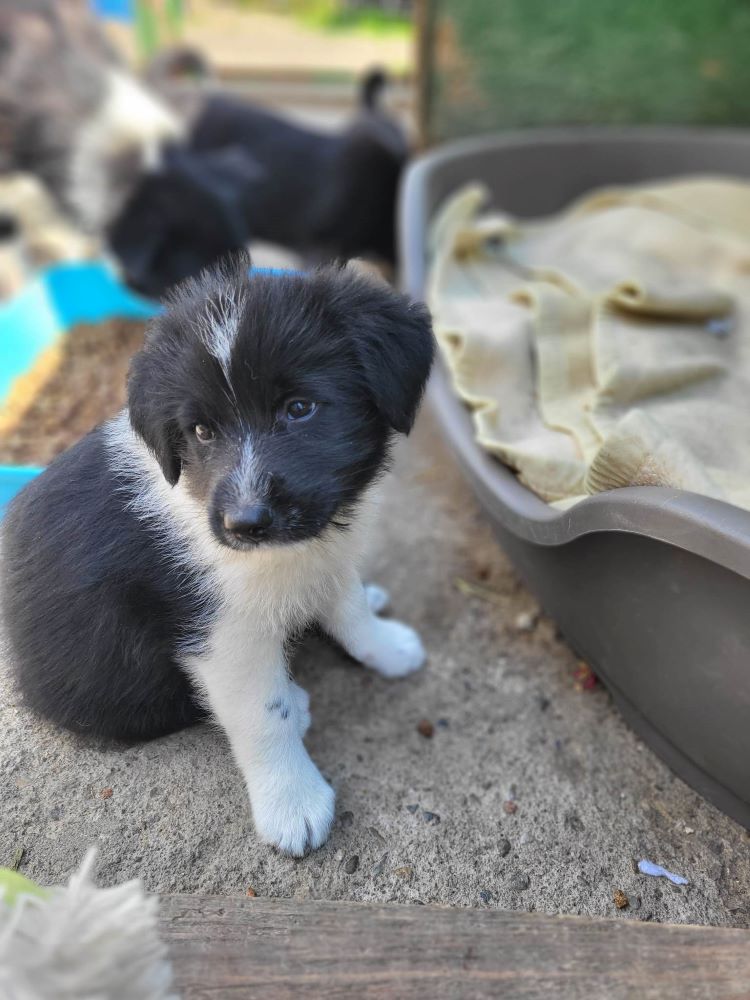 MARLEY (ex BOUTONDOR) - Chiot mâle croisé de taille petite à moyenne à l'âge adulte - Né environ en Décembre 2022 - Adopté par Julie en Belgique  34430710