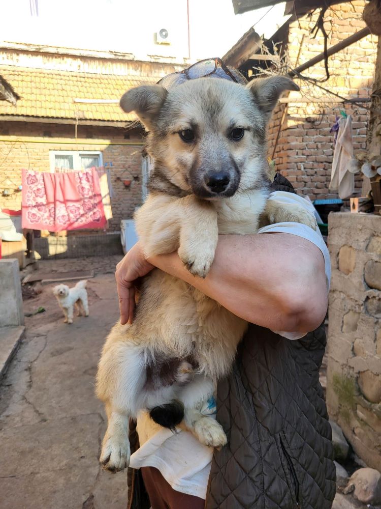 ASH (ex TINO) - Mâle croisé de petite taille - Né environ en 2022 - Refuge de Maya- Adopté par Marie en Belgique  34431314