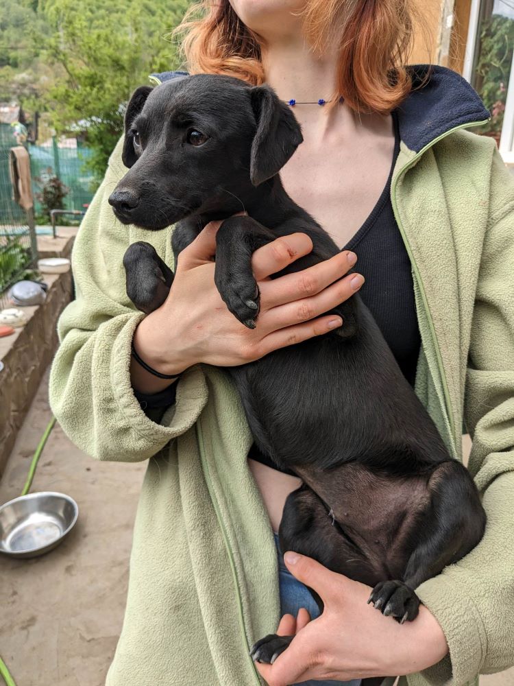 SYBELL (ex SIBELLE) - Chiot femelle croisée de taille petite à moyenne à l'âge adulte - Née environ en Novembre 2022 - Refuge de Monica - Adoptée par Fabienne en France ( dpt 07) 34457610