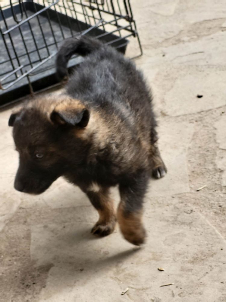 LUIGI - Chiot mâle croisé de taille moyenne à l'âge adulte - Né environ en Février 2023 - Refuge de Monica - Adopté par Thérèse en France ( département 27) 34566510