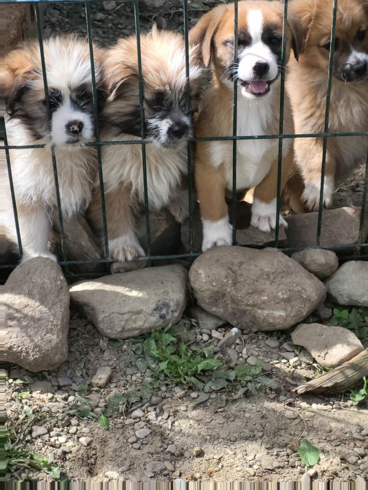 SERRANO - Chiot mâle croisé de taille petite à moyenne à l'âge adulte - Né environ en fin Janvier 2023 - Refuge de Monica - Adopté par Frédéric en France (dpt 69) 34573620