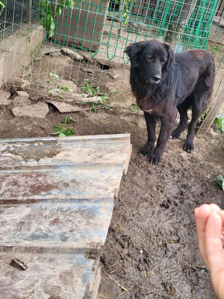 PRETTY - Femelle croisée Berger Corbeau de grande taille - Née environ en 2018 - Refuge de Monica - Réservée à l'adoption par Valérie en France (département 45) 34574010