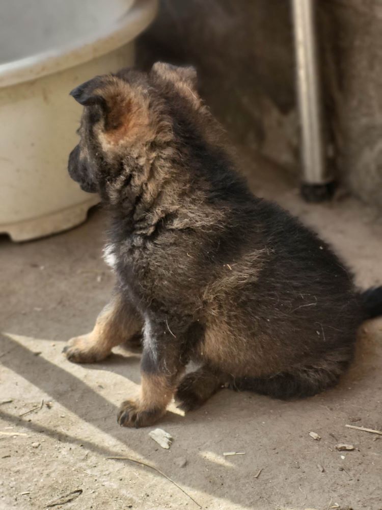 LUIGI - Chiot mâle croisé de taille moyenne à l'âge adulte - Né environ en Février 2023 - Refuge de Monica - Adopté par Thérèse en France ( département 27) 34582912