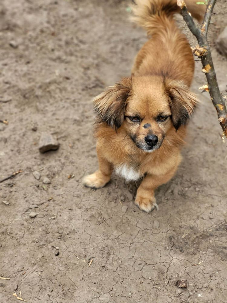 YAKARI - Mâle croisé de petite taille - Né environ en 2019 - Refuge de Monica - Adopté par Laura en Suisse 34586410