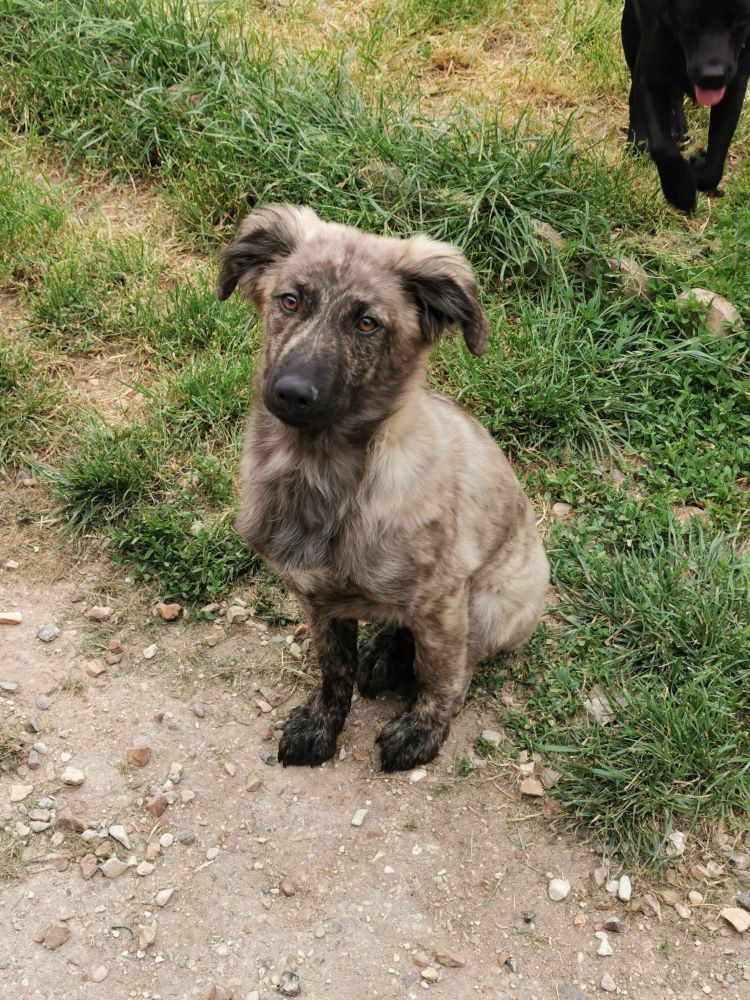 CHARLY (ex MACARON) - Chiot mâle croisé de taille moyenne à l'âge adulte - Né environ en Novembre 2022 - Adopté par Thérèse en France (dpt 27) 34617010