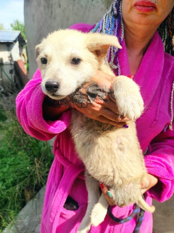 SAMM - Chiot mâle croisé de taille moyenne à l'âge adulte - Né environ en Mars 2023 - Pris en charge par l'association "Jamais sans mon chien " en France  34836223