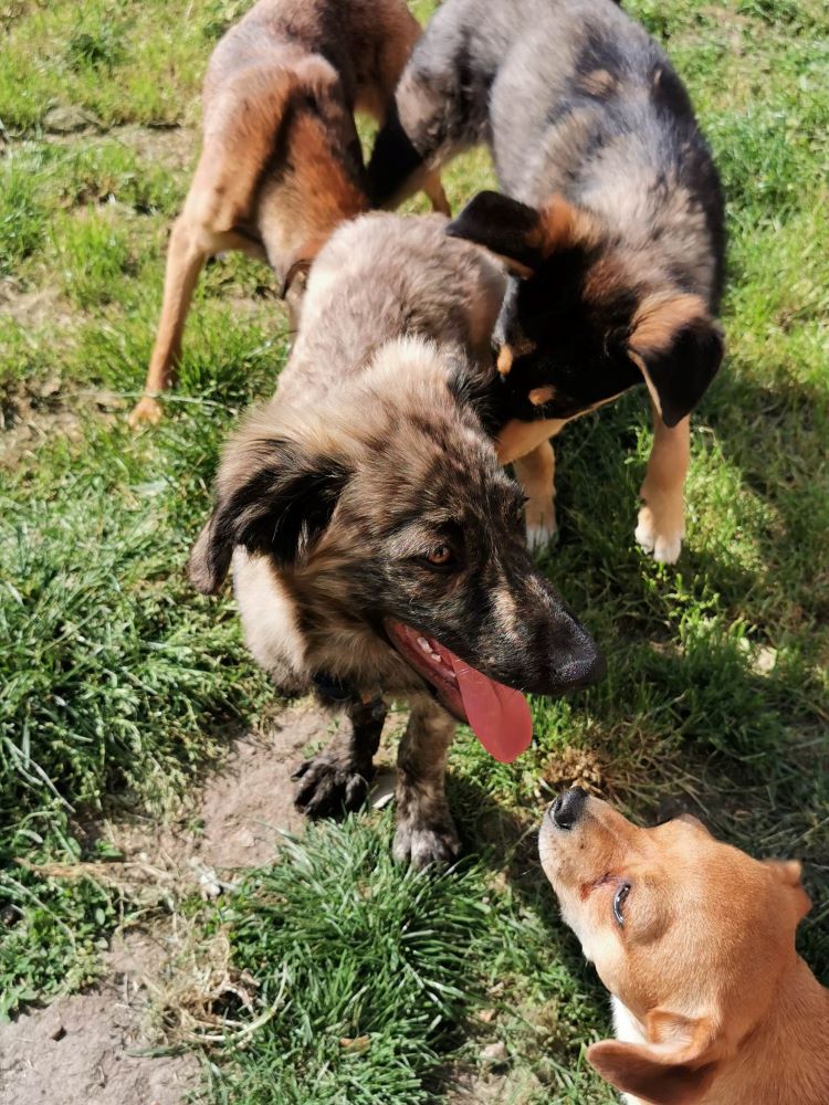 CHARLY (ex MACARON) - Chiot mâle croisé de taille moyenne à l'âge adulte - Né environ en Novembre 2022 - Adopté par Thérèse en France (dpt 27) 34836510