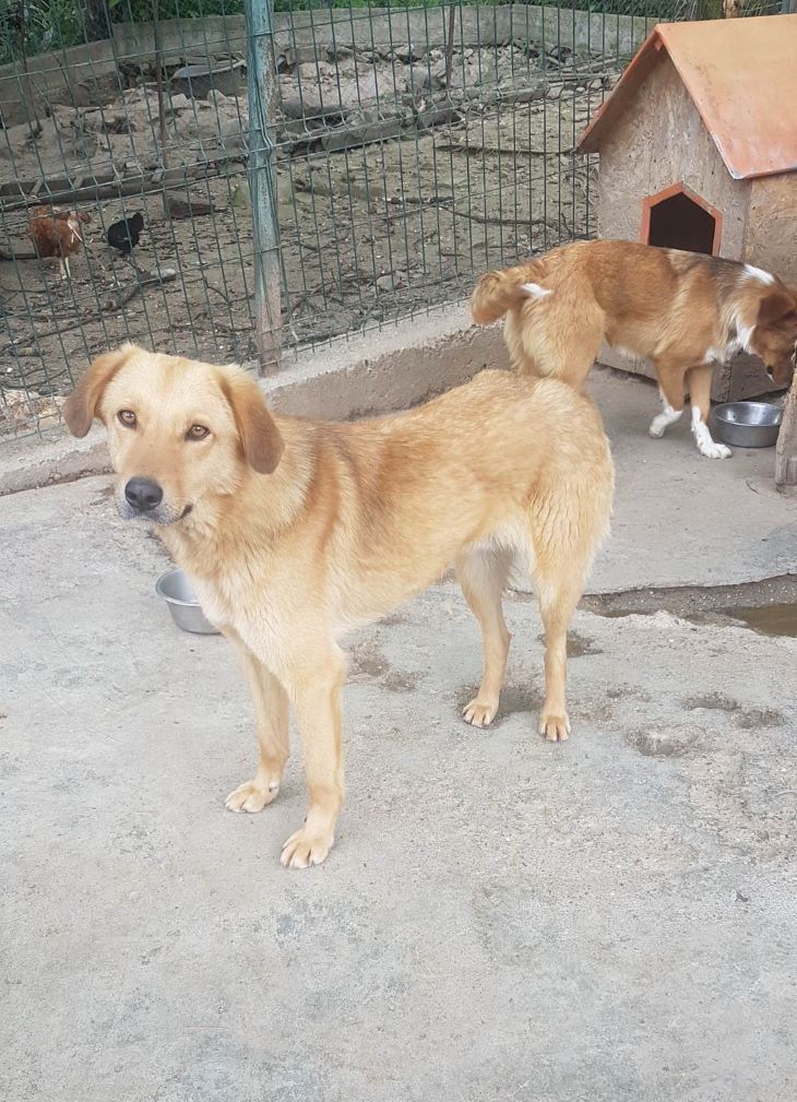 MARLEY - Mâle croisé de taille moyenne - Né environ en 2020 - Refuge de Monica 34927810