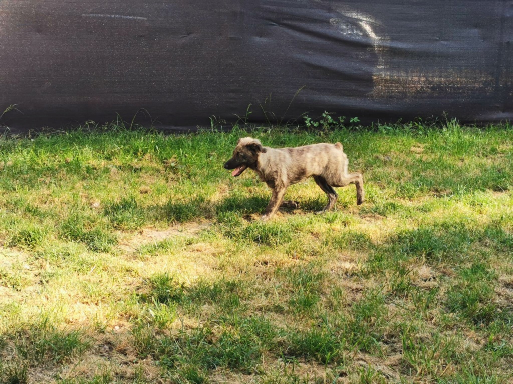 CHARLY (ex MACARON) - Chiot mâle croisé de taille moyenne à l'âge adulte - Né environ en Novembre 2022 - Adopté par Thérèse en France (dpt 27) 34939010