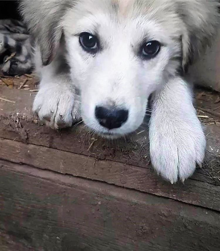 FRAISIA (ex FRAISE) - Chiot femelle croisée de taille moyenne à l'âge adulte - Née environ en Janvier 2023 - Refuge de Monica - Adoptée par Marie-Claire et Luc en Belgique  35010810