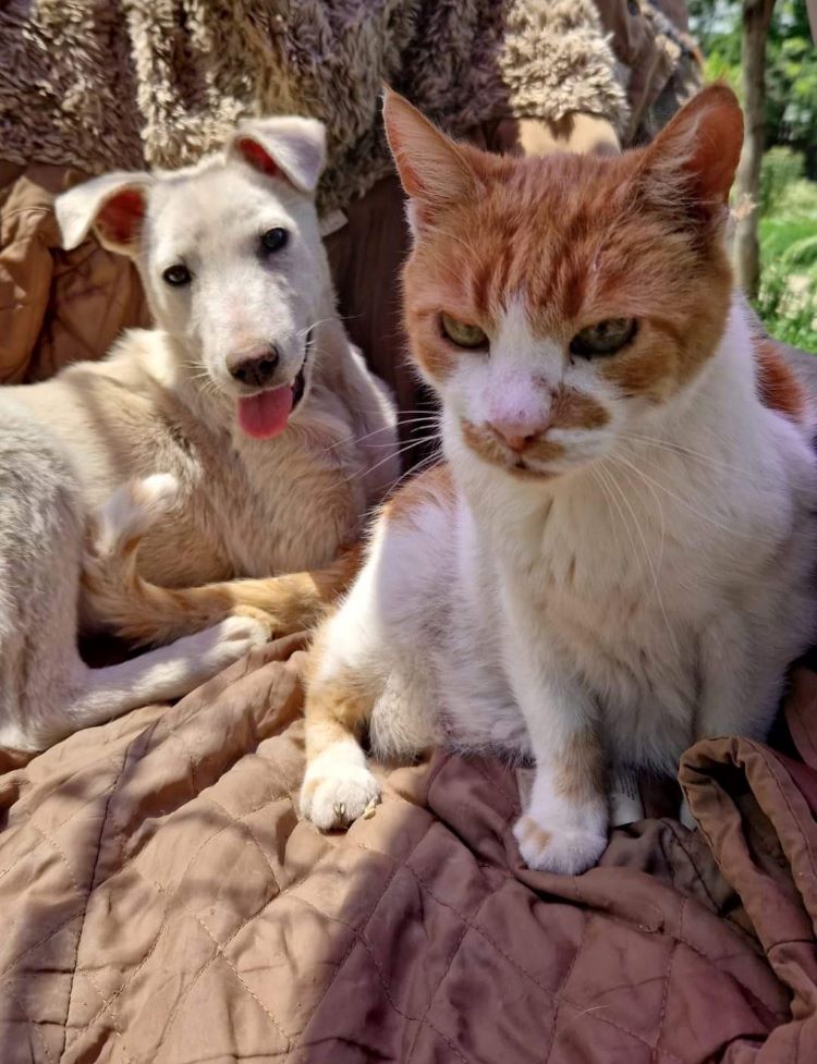 LIAA - Chiot femelle croisée de taille moyenne à l'âge adulte - Née environ en Janvier 2022 - Refuge de Camelia - Adoptée par Florence en France (dpt 38) 35020011